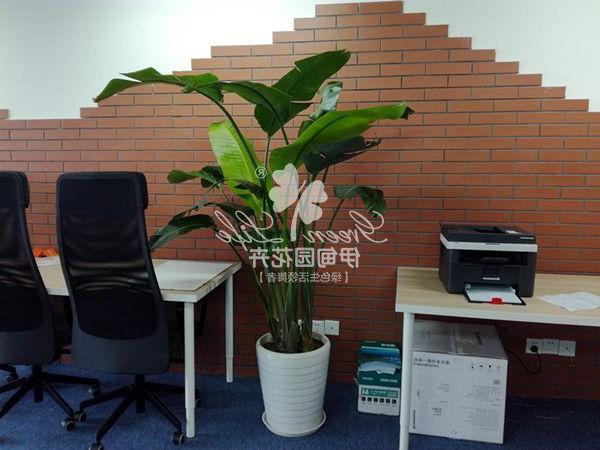 办公室植物盆栽租赁